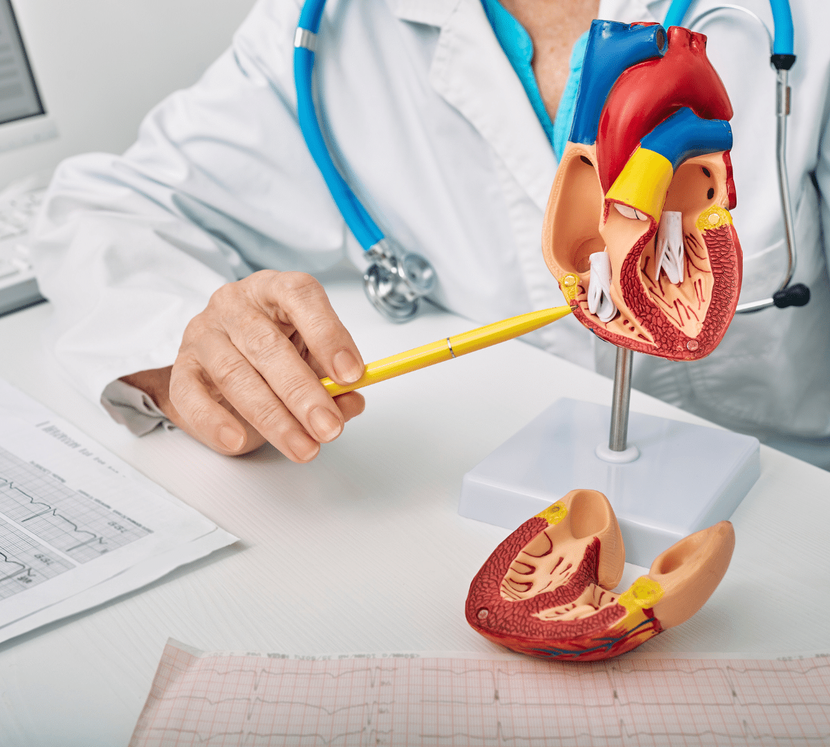 doctor explaining heart anatomy using a 3d model